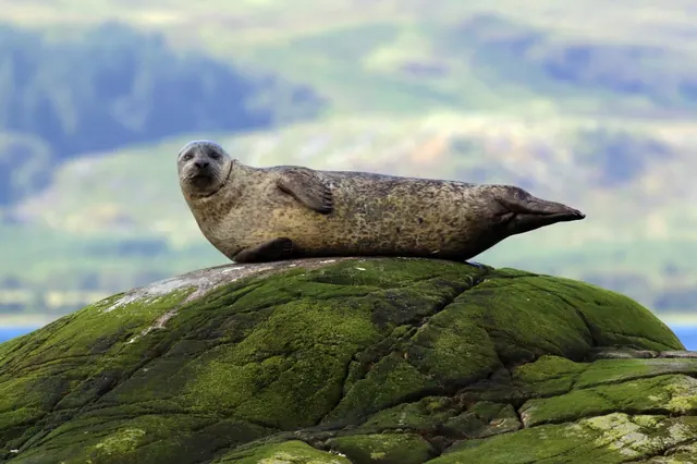 Seal profile picture
