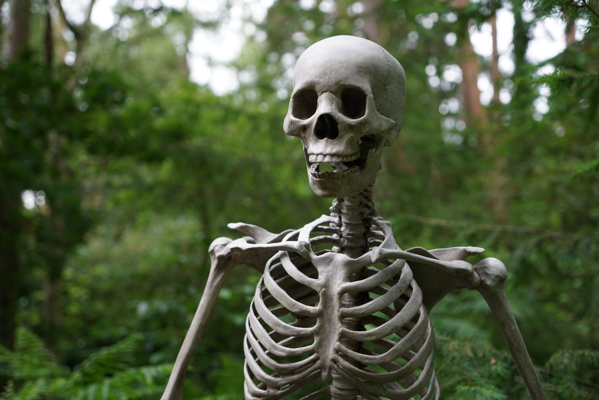 Human skeleton in a woodland
