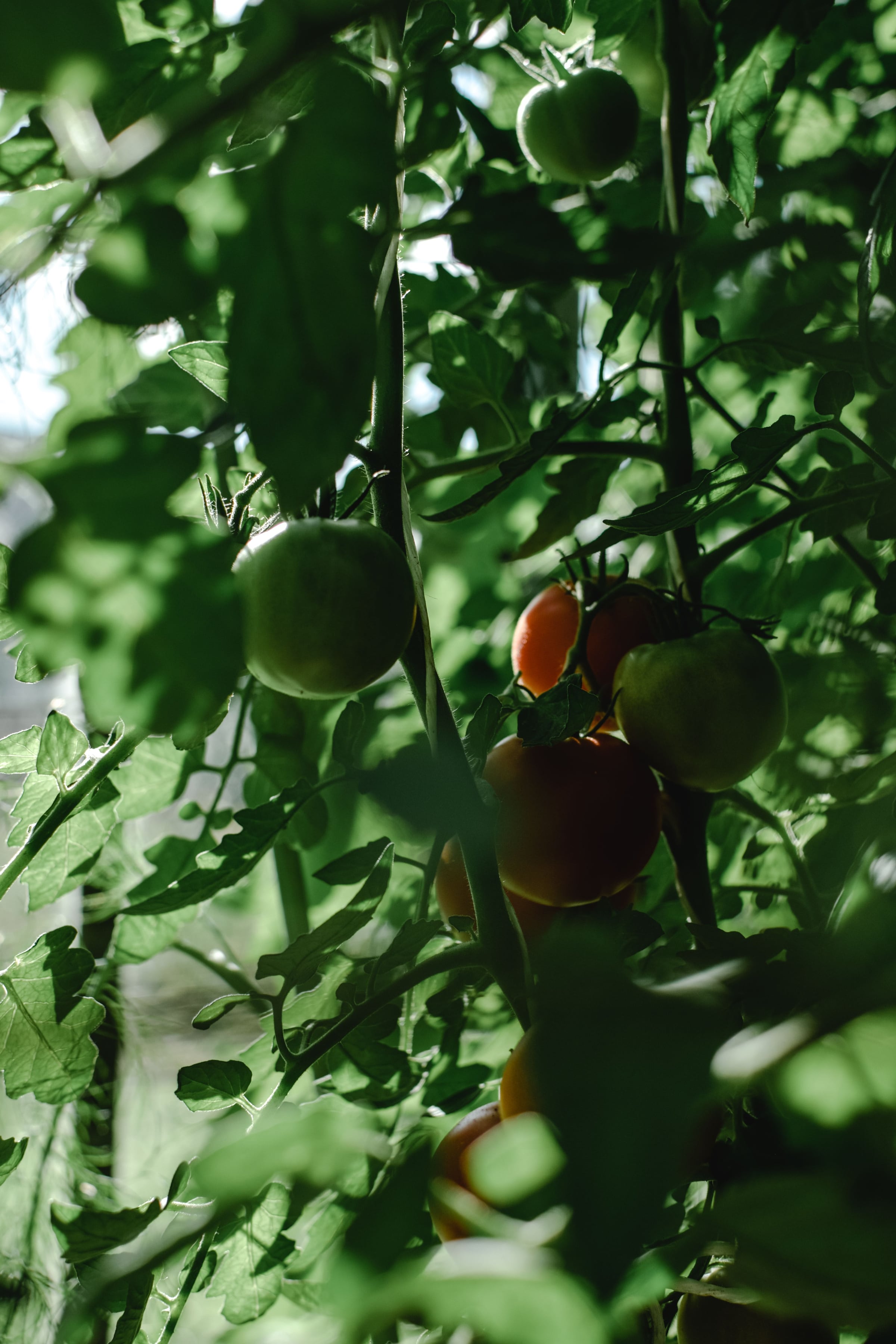 Tomatoes ripening on the vine