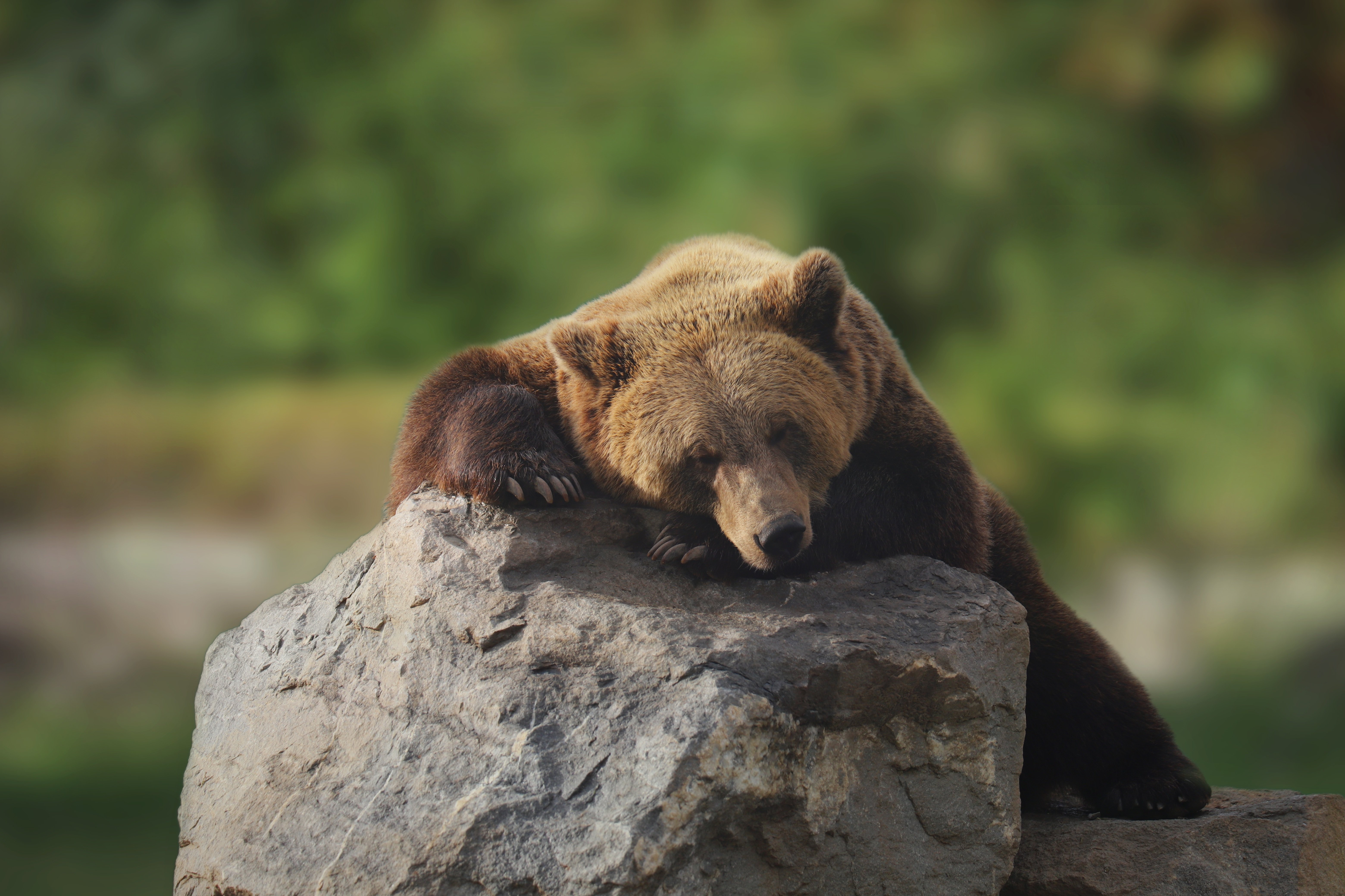 Dormant bear