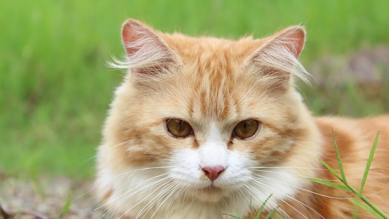 Cat photograph by achmadbiz