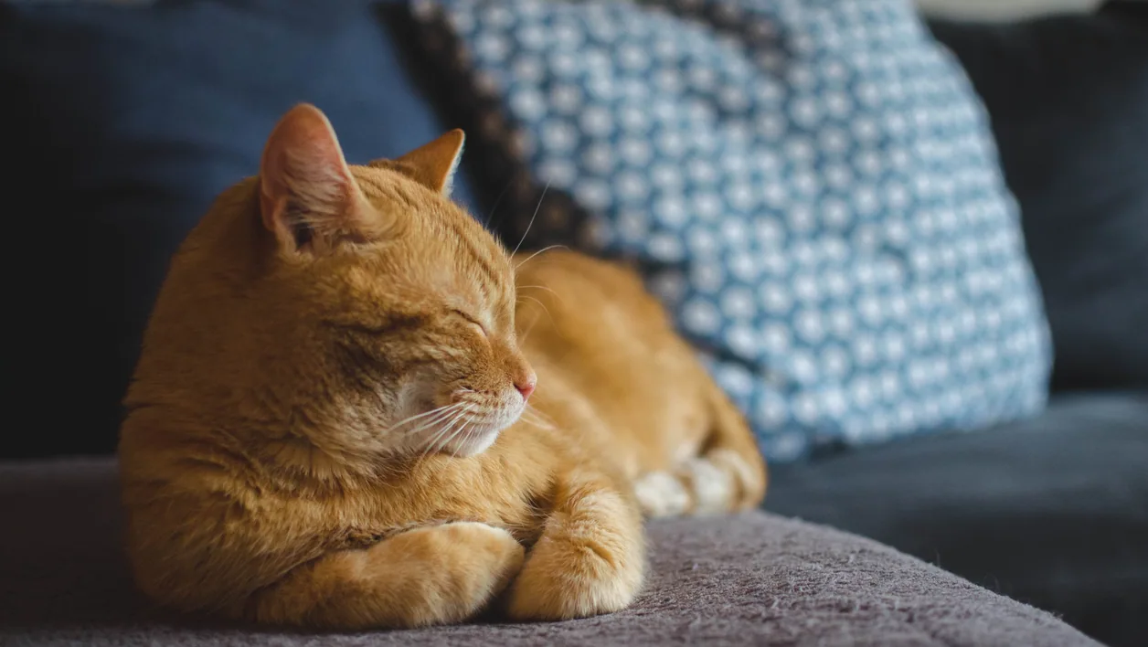 Cat photograph by Daga_Roszkowska