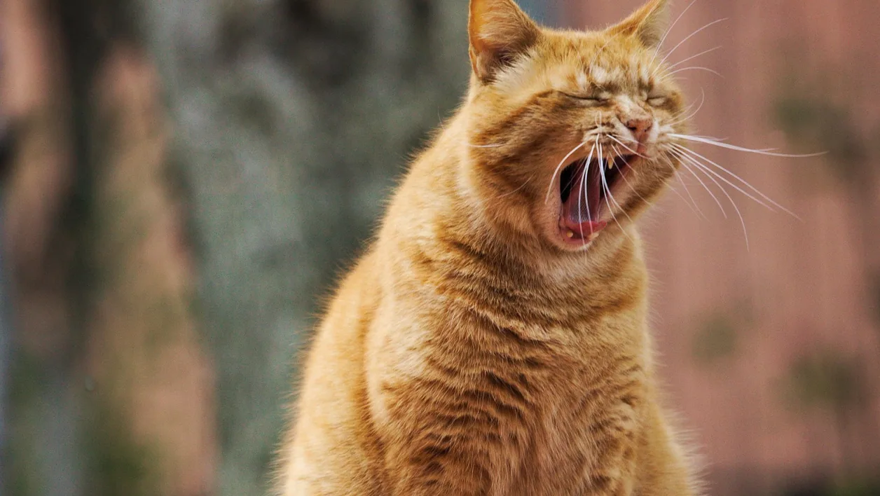 Cat photograph by dexmac