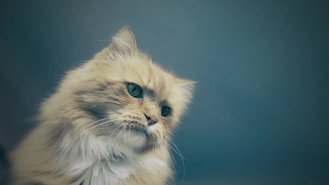 Cat photograph by Dylka
