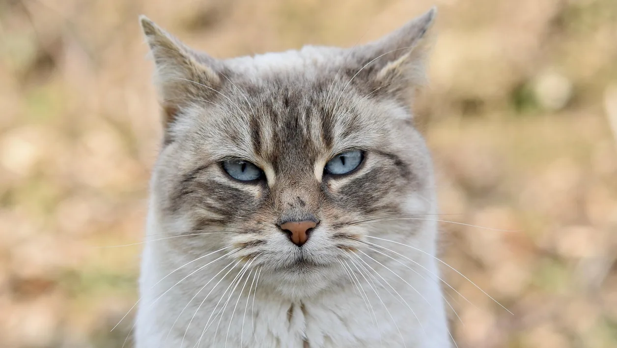 Cat photograph by JACLOU-DL
