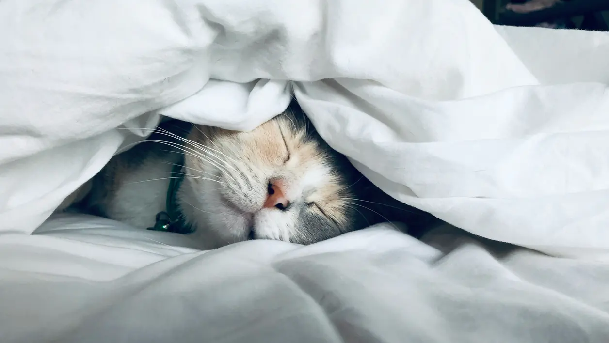 Cat photograph by Kate Stone Matheson (@dreadpiratekato)