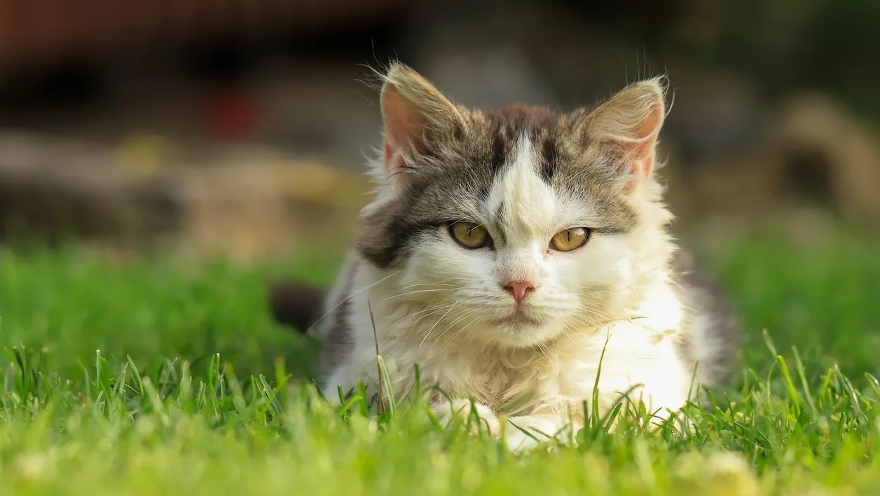 Cat photograph by katerinavulcova