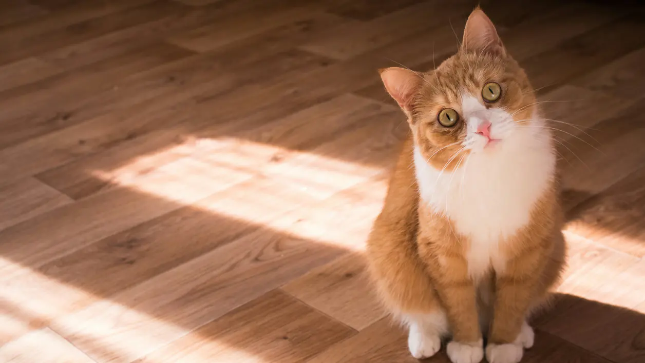 Cat photograph by Kristina Yadykina (@kristlisa)