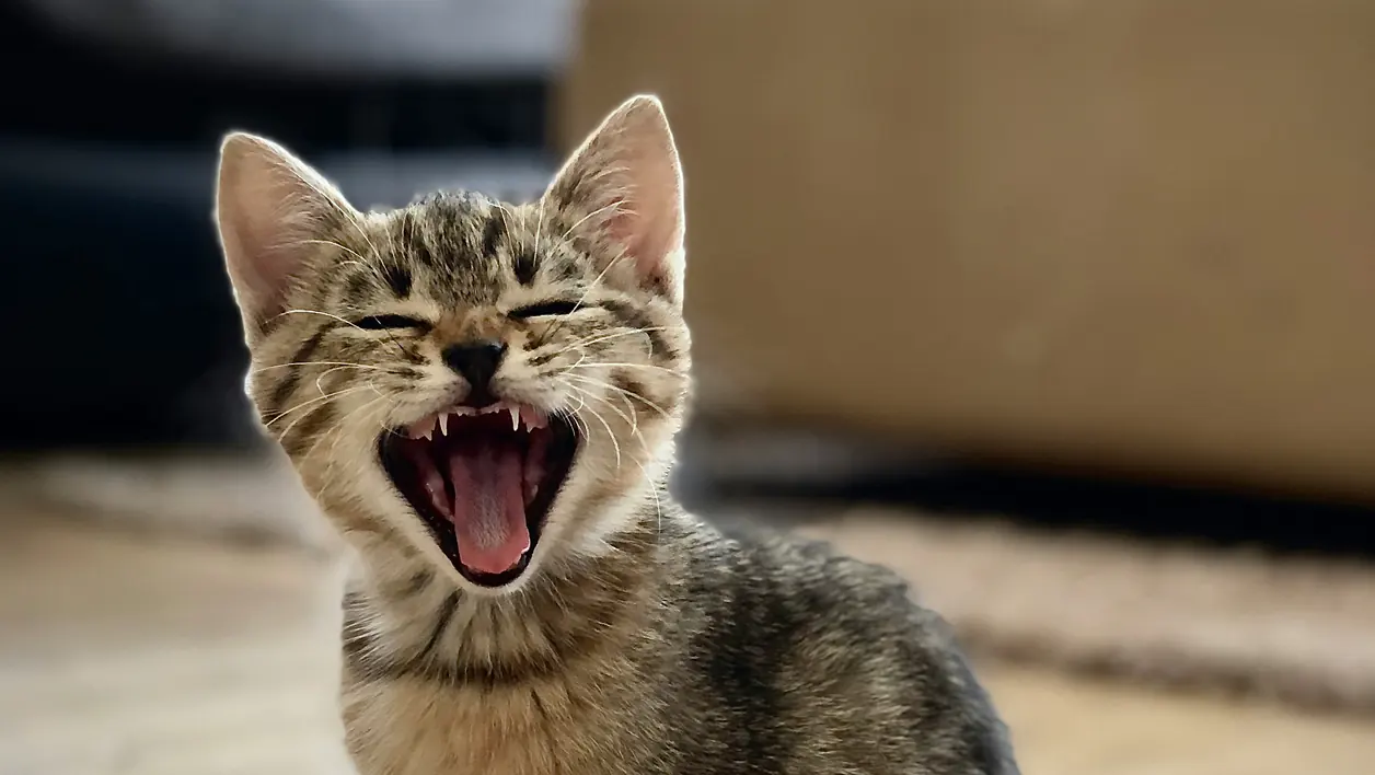 Cat photograph by Loan (@l_oan)