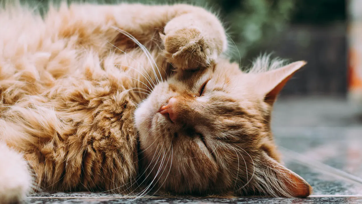 Cat photograph by Ludemeula Fernandes (@ludemeula)