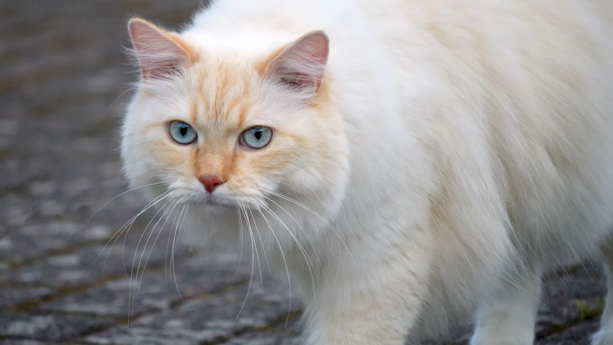 Cat photograph by neelam279