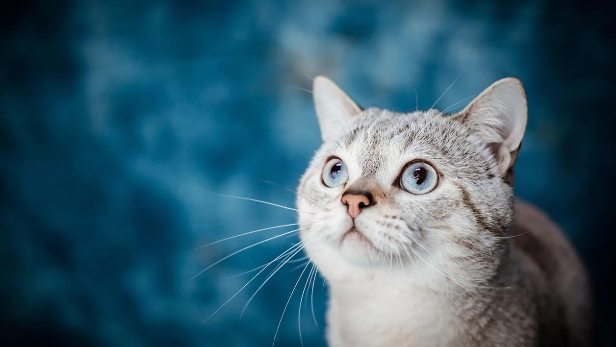 Cat photograph by petfoto