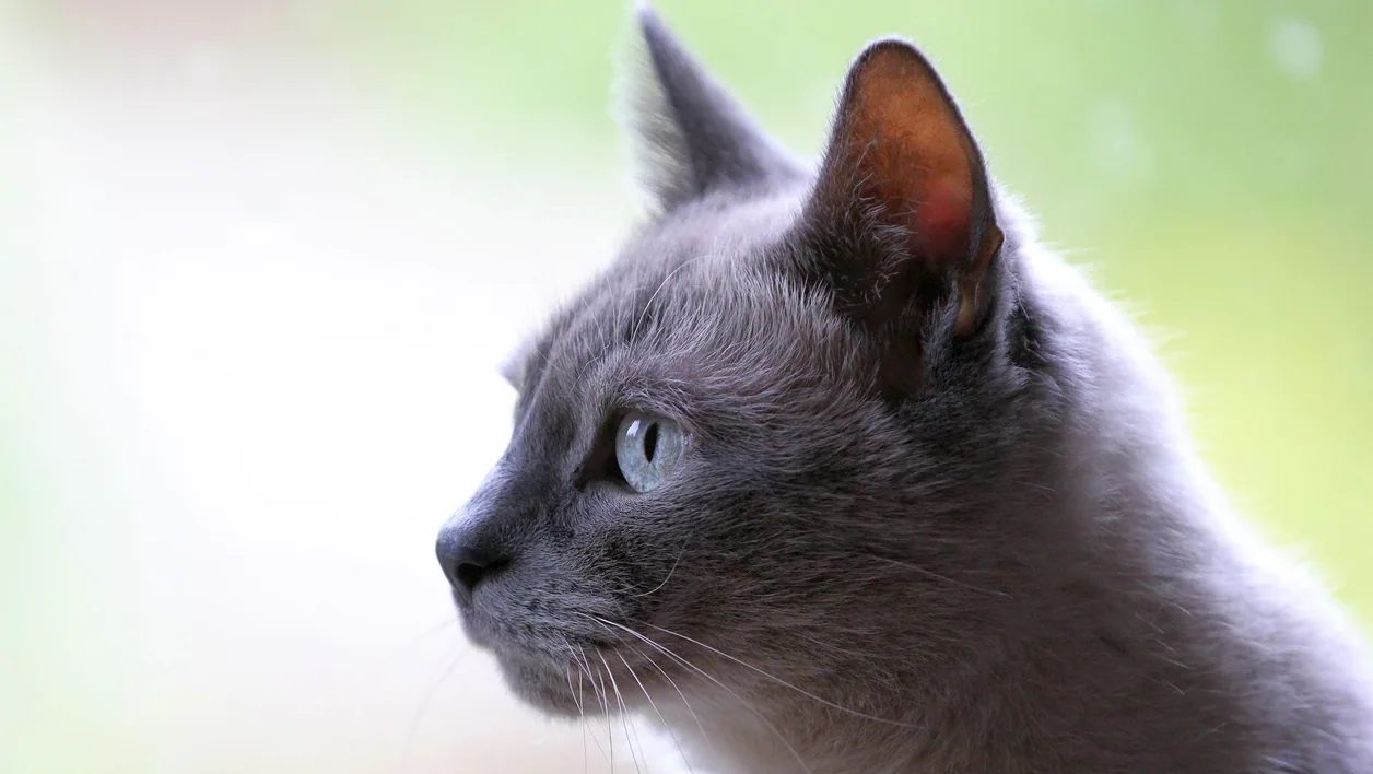 Cat photograph by Uschi_Du